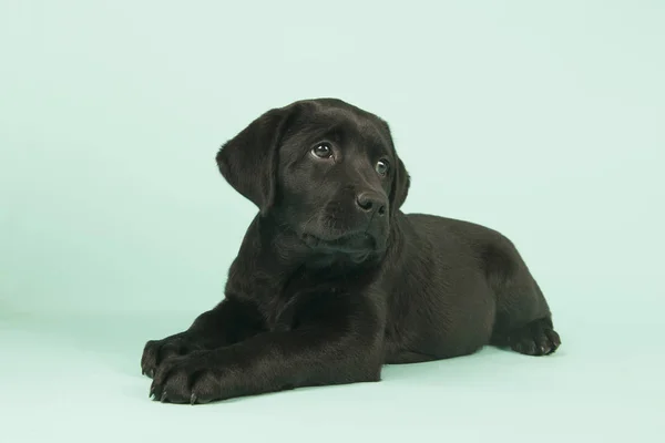Choklad Labrador hundvalp på grön bakgrund — Stockfoto