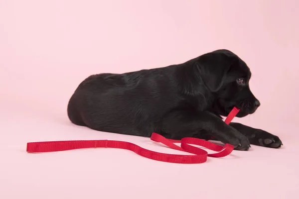 Chocolate Labrador cachorro sobre fondo rosa —  Fotos de Stock