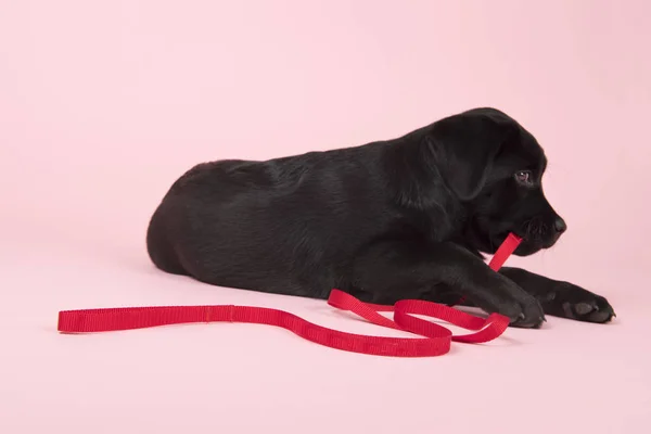 Chocolate Labrador filhote de cachorro no fundo rosa — Fotografia de Stock