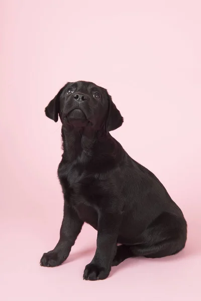 Chocolate Labrador filhote de cachorro no fundo rosa — Fotografia de Stock