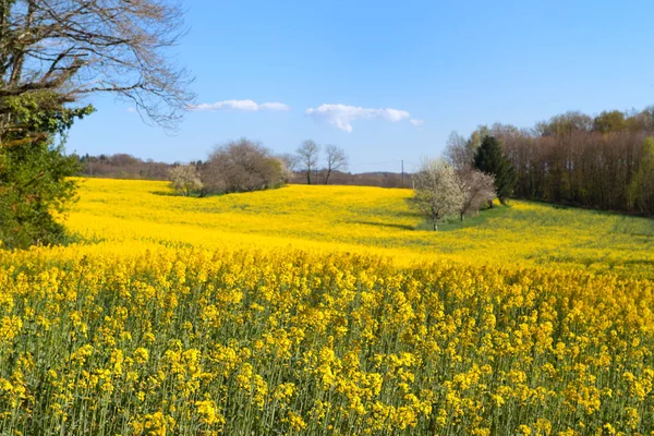 Bloesem bomen op gebied van koolzaad — Stockfoto