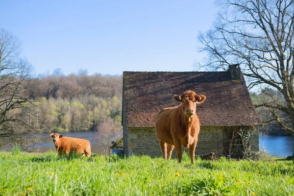 Vacas Limousin na paisagem — Fotografia de Stock