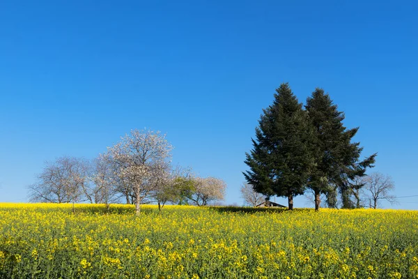 Квітучі дерева в ріпаковому полі — стокове фото