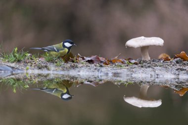 doğada büyük baştankara