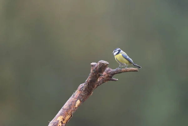 Blaumeise auf Ast — Stockfoto