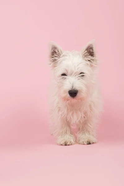 West highland white terrier valp — Stockfoto