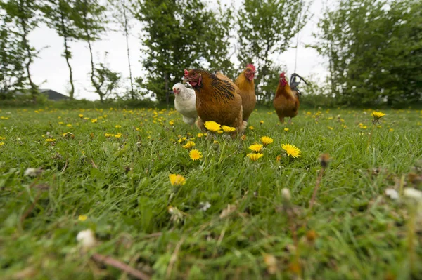 Chickens in grass — Stock Photo, Image