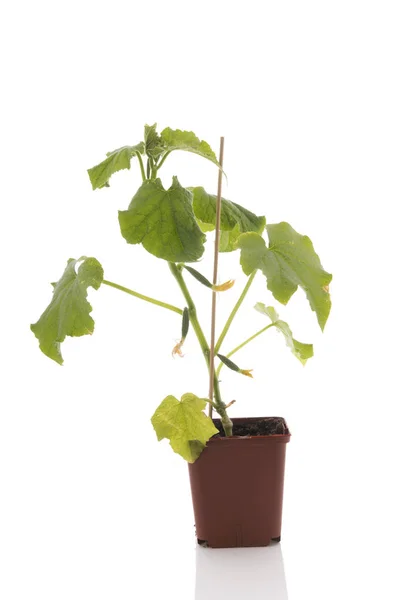 Komkommer plant geïsoleerd over Wit — Stockfoto