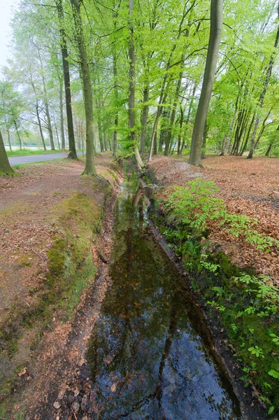 Graben im Wald — Stockfoto