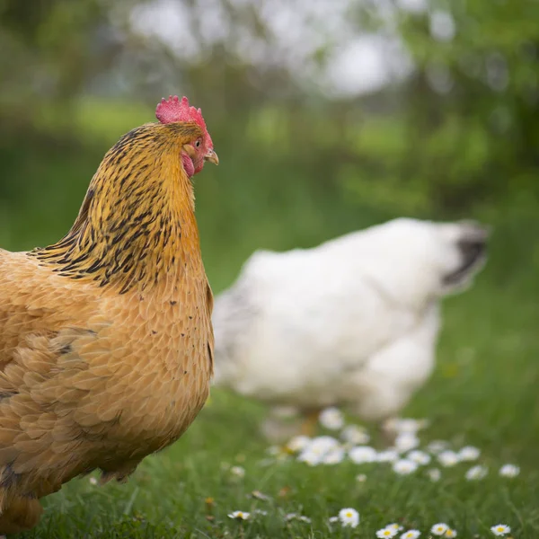 Kuřata volného výběhu na farmě — Stock fotografie