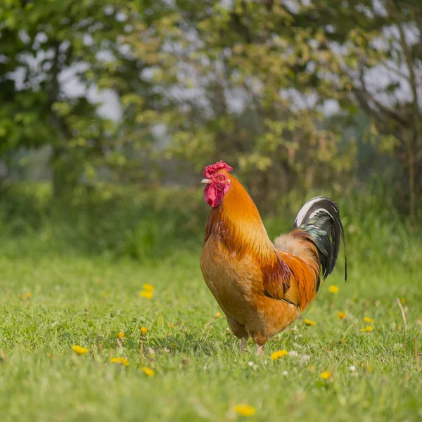 Libre gama polla en la granja — Foto de Stock