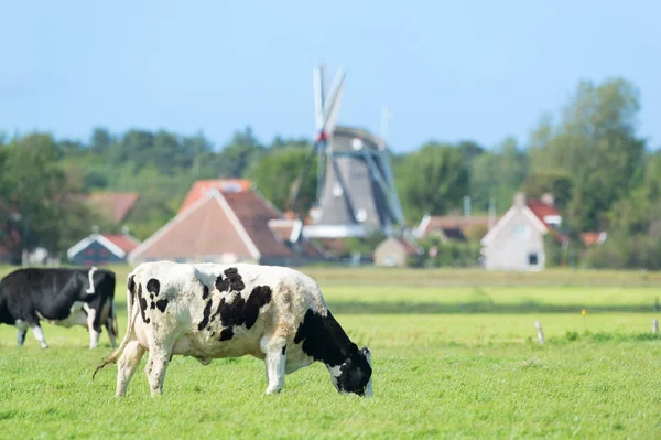 Vacas en el paisaje holandés en Holanda — Foto de Stock