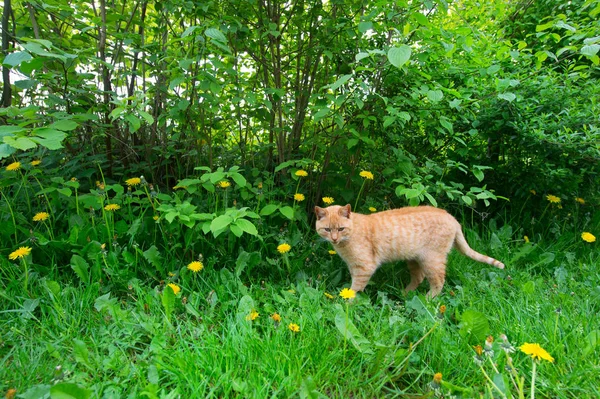 Gato rojo en la naturaleza —  Fotos de Stock