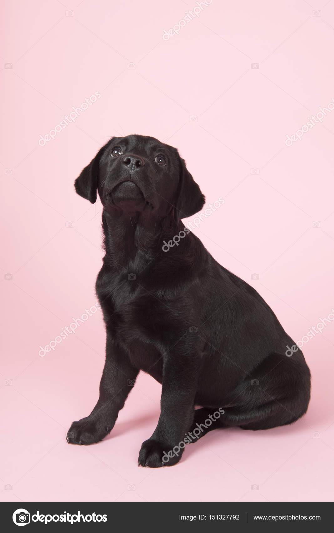 Chiot Labrador Chocolat Sur Fond Rose Image Libre De Droit Par Ivonnewierink C