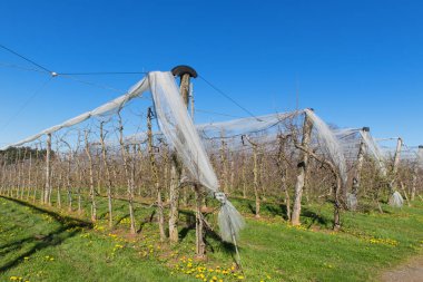 Meyve ağaçları, üretici
