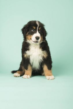 Bernese dağ köpeği köpek yeşil zemin üzerine