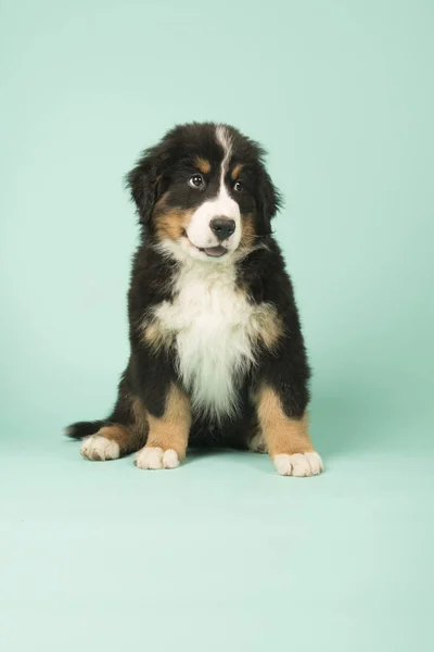 Bernese Mountain Dog cachorro sobre fondo verde —  Fotos de Stock