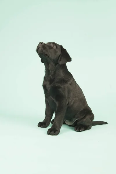 Chocolate Labrador cachorro sobre fondo verde —  Fotos de Stock