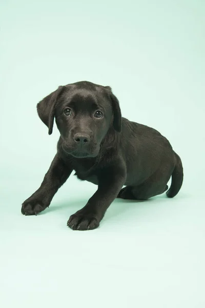 Choklad Labrador hundvalp på grön bakgrund — Stockfoto