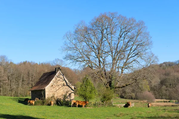 Limousin tehenek táj — Stock Fotó