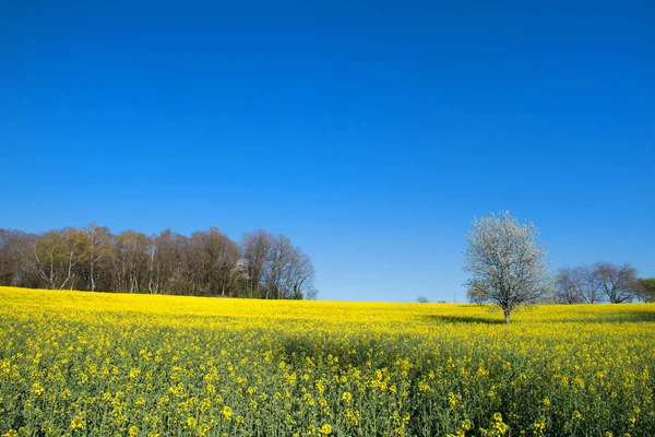 Árboles en flor en campo de colza —  Fotos de Stock