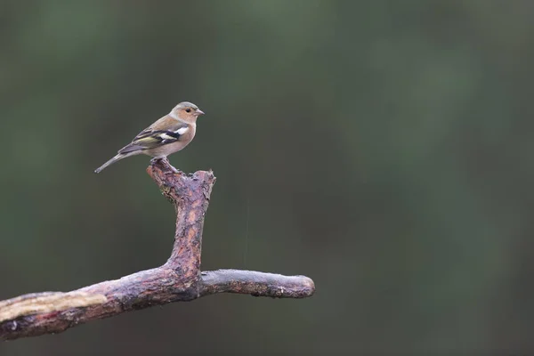 Θηλυκό finch σε κλαδί — Φωτογραφία Αρχείου