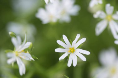 Baby's breath doğada