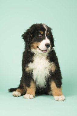 Bernese dağ köpeği köpek yeşil zemin üzerine