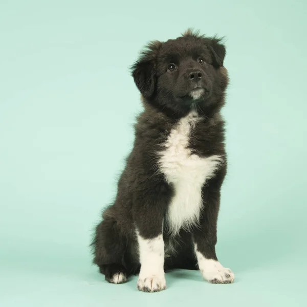 Korsa rasen Border Collie valp på grön — Stockfoto