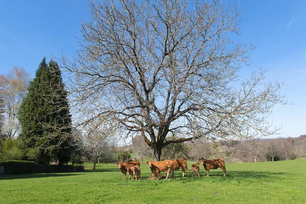 Limousin cows in landscape — Stock Photo, Image