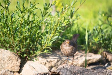 Doğada yaygın kızılkuyruk