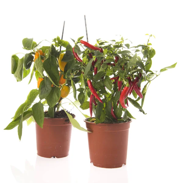 红辣椒和辣椒植物 — 图库照片