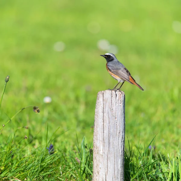 Common Redstart in nature — Stock Photo, Image