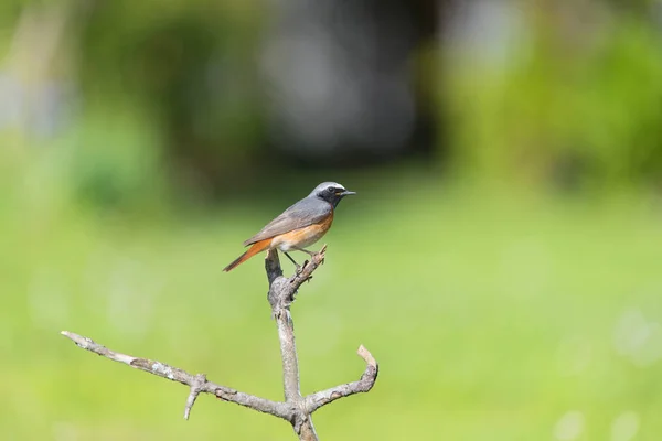 자연에서 일반적인 Redstart — 스톡 사진