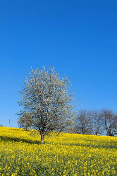 Bloesem bomen op gebied van koolzaad — Stockfoto