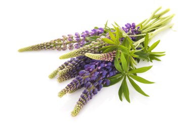 Beyaz arka plan üzerinde izole mor Lupine
