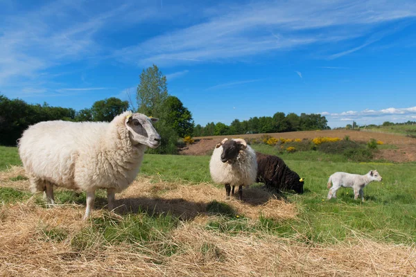 Чорна вівця з баранини — стокове фото