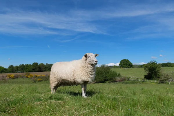 Witte schapen in landschap — Stockfoto