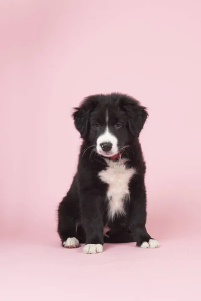 Border Collie puppy on pink — Stock Photo, Image