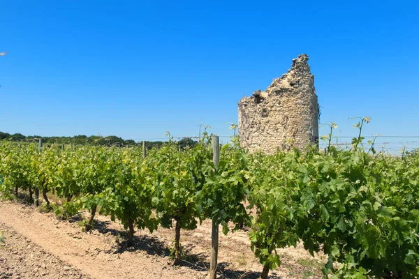 Sisa-sisa menara di kebun anggur — Stok Foto