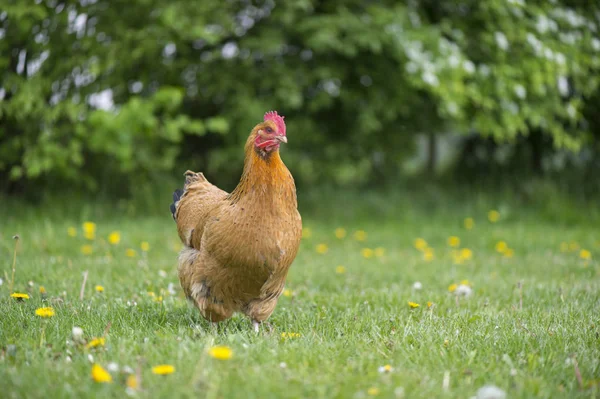 Free range cock at the farm — Stock Photo, Image