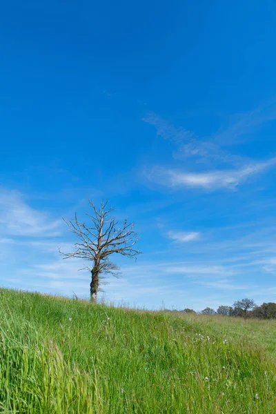 Dead tree in landscape — Stock Photo, Image