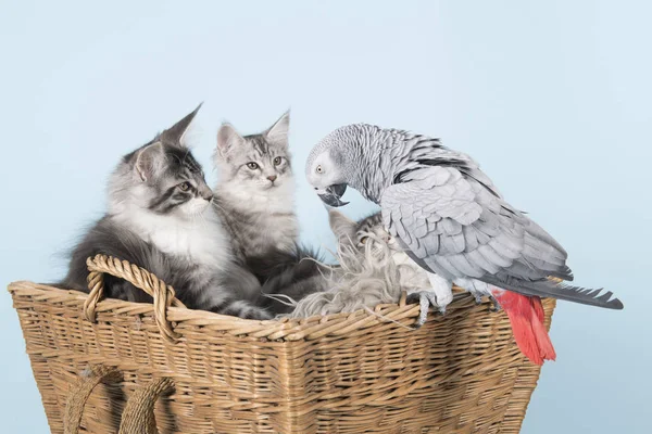 Papuga i maine coon kocięta — Zdjęcie stockowe