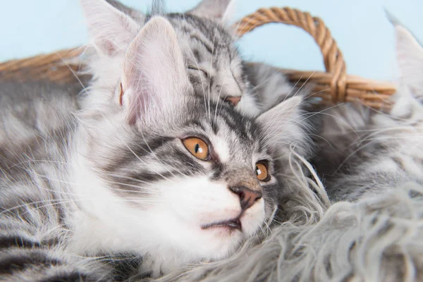 Maine coon kittens in basket — Stock Photo, Image
