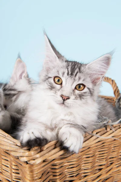 Maine coon kiscicák kosár — Stock Fotó