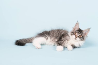 Maine coon yavru kedi mavi döşeme