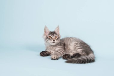 Maine coon yavru kedi mavi döşeme