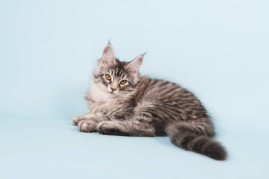 Maine coon yavru kedi mavi döşeme