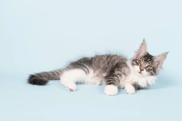 Maine coon kitten laying on blue — Stock Photo, Image