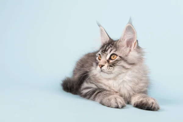 Maine coon kitten laying on blue — Stock Photo, Image